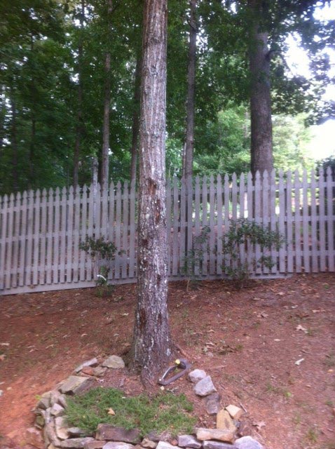 Tree - 1 | Walter Reeves: The Georgia Gardener bleeding canker