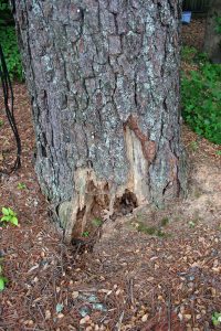 pine planted too deep