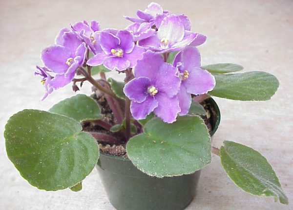 african violet | Walter Reeves: The Georgia Gardener
