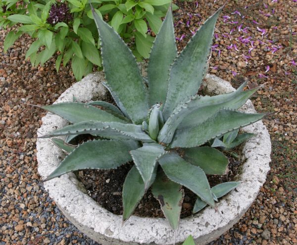 agave in container cropped | Walter Reeves: The Georgia Gardener hypertufa container