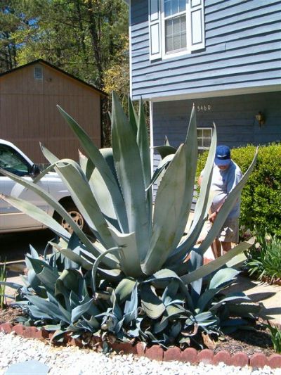 American Agave