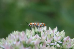 ailanthus webworm moth