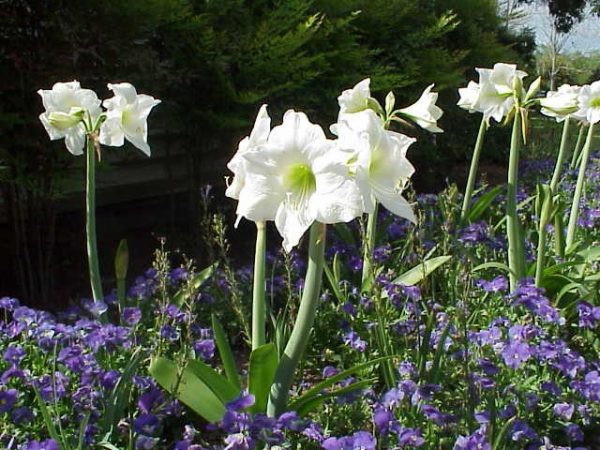 amaryllis 2 | Walter Reeves: The Georgia Gardener