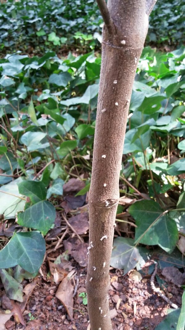 ambrosia beetle dogwood 2 | Walter Reeves: The Georgia Gardener