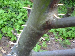 ambrosia beetle on fig