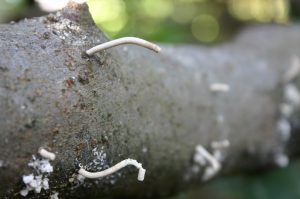 ambrosia beetle on fig