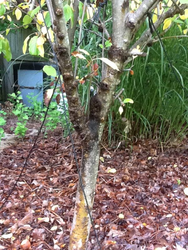 apple burr knot 1 | Walter Reeves: The Georgia Gardener apple burr knot