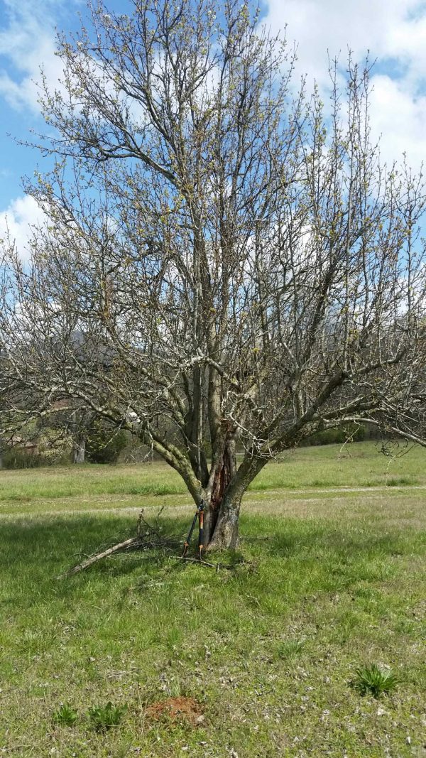 apple old 1 | Walter Reeves: The Georgia Gardener