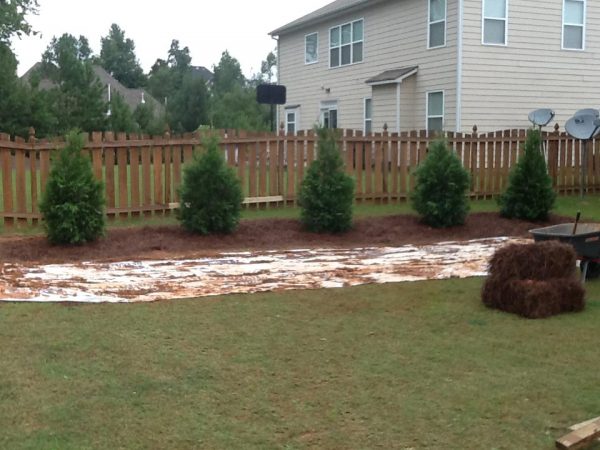 arborvitae: how often to water new trees