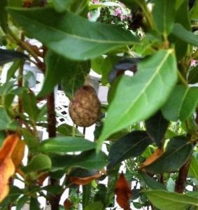 argiope egg sac