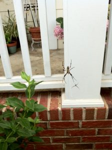 argiope female and male