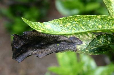 Aucuba - Wilting from Root Rot