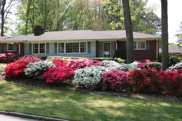 azalea beds