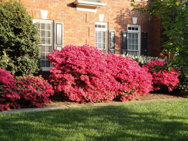 azalea big 1X | Walter Reeves: The Georgia Gardener azalea