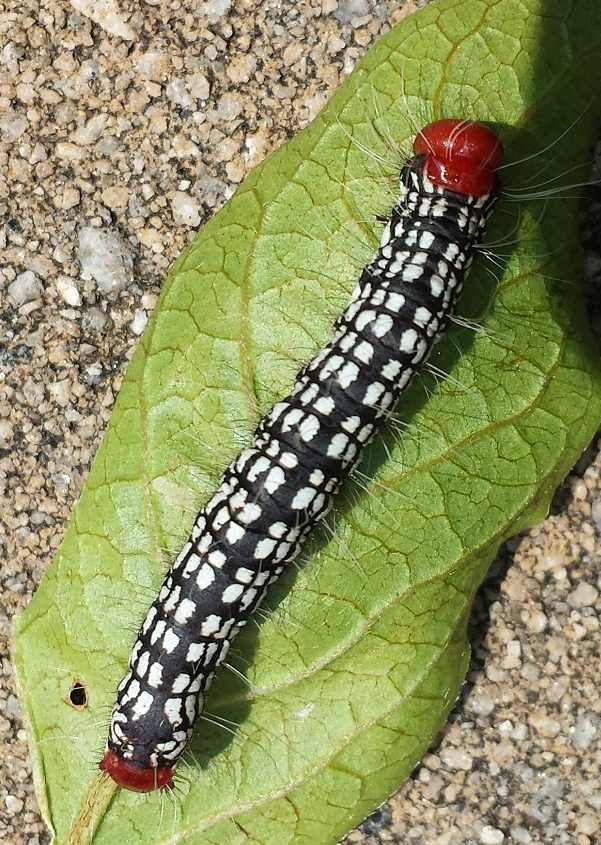 azalea caterpillar | Walter Reeves: The Georgia Gardener