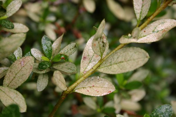 azalea lace bug 3 | Walter Reeves: The Georgia Gardener azalea lace bug damage
