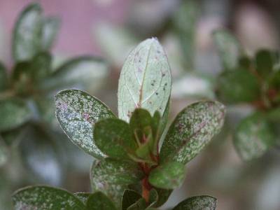 azalealacebug2 | Walter Reeves: The Georgia Gardener