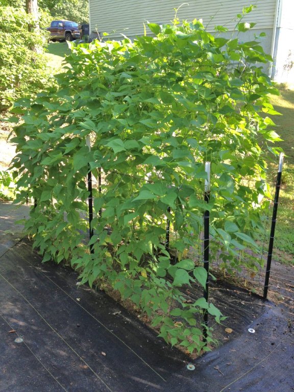 pole beans not sprouting