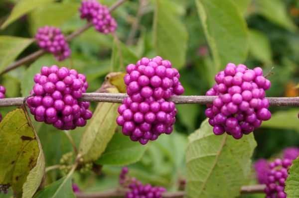 beautyberry