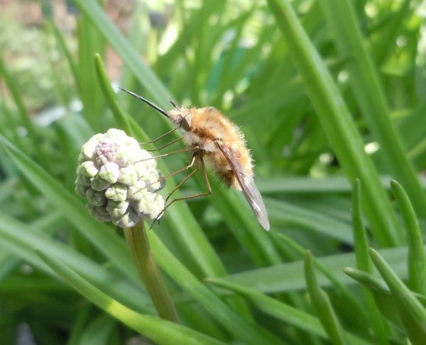 bee fly 1 | Walter Reeves: The Georgia Gardener bee fly