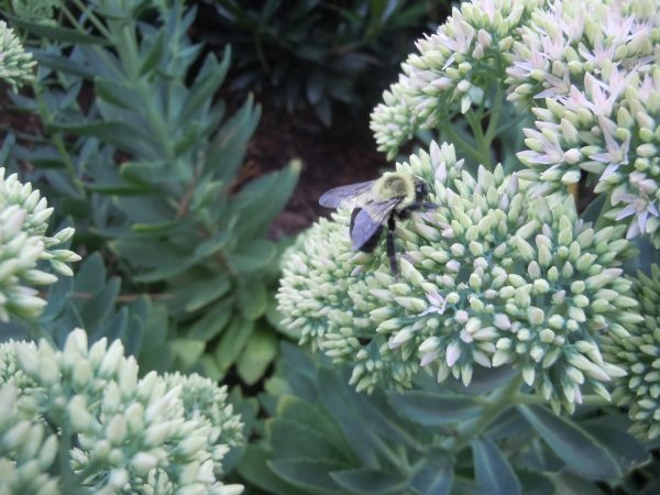 bee on sedum | Walter Reeves: The Georgia Gardener