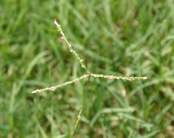 bermuda seedhead - how to identify