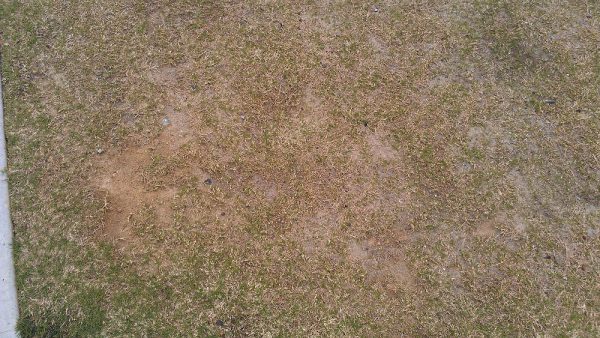bermuda thin 1 | Walter Reeves: The Georgia Gardener