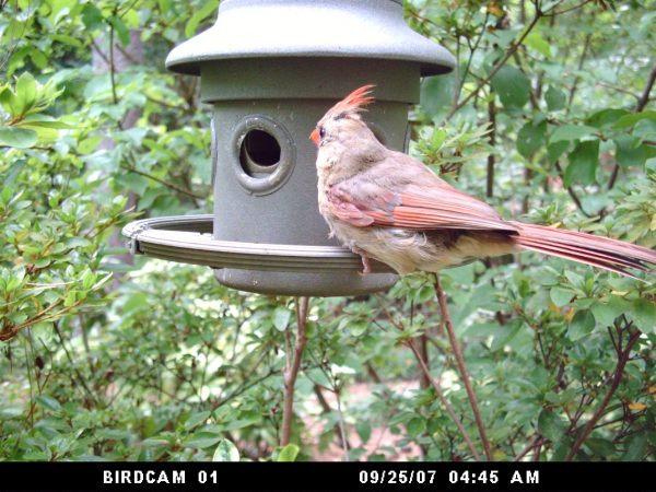 bird 8 | Walter Reeves: The Georgia Gardener