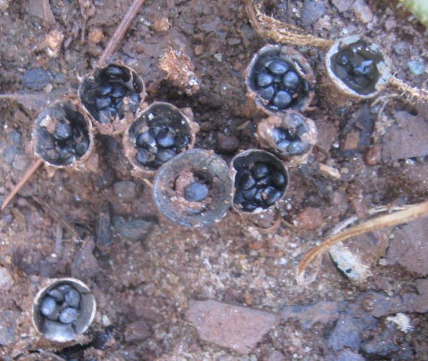 birds nest fungi