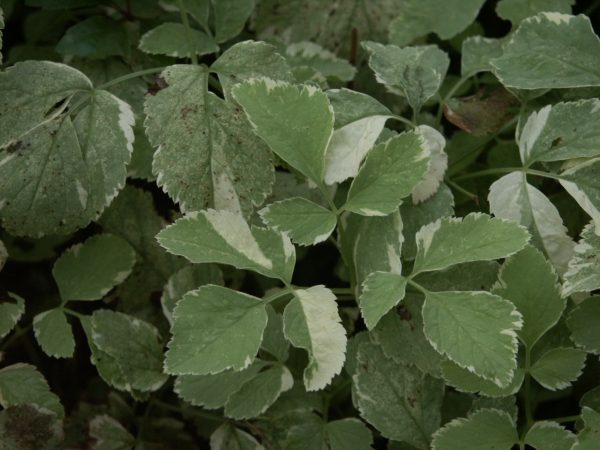 bishops weed | Walter Reeves: The Georgia Gardener