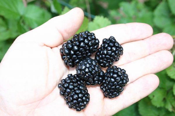 blackberry 'Kiowa' 3 | Walter Reeves: The Georgia Gardener