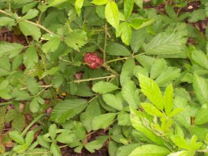 blackberry cane gall