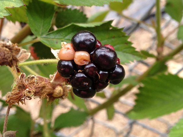 blackberry dry cell 2 | Walter Reeves: The Georgia Gardener