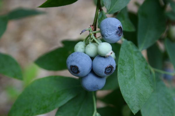 blueberry fruit