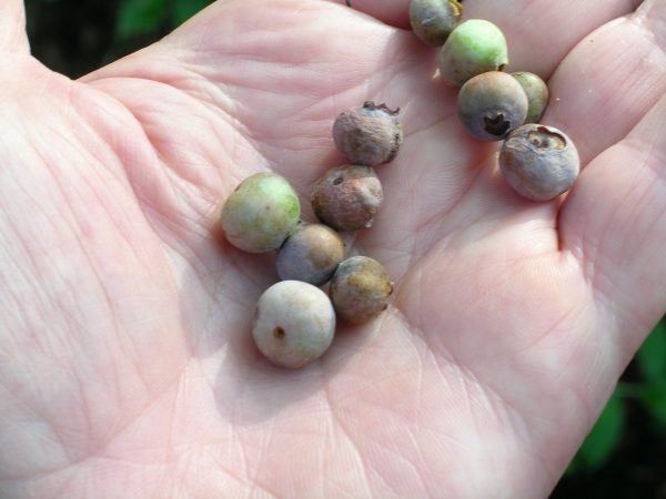 blueberry mummy berry | Walter Reeves: The Georgia Gardener