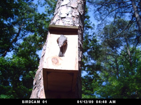 Mealworm feeder