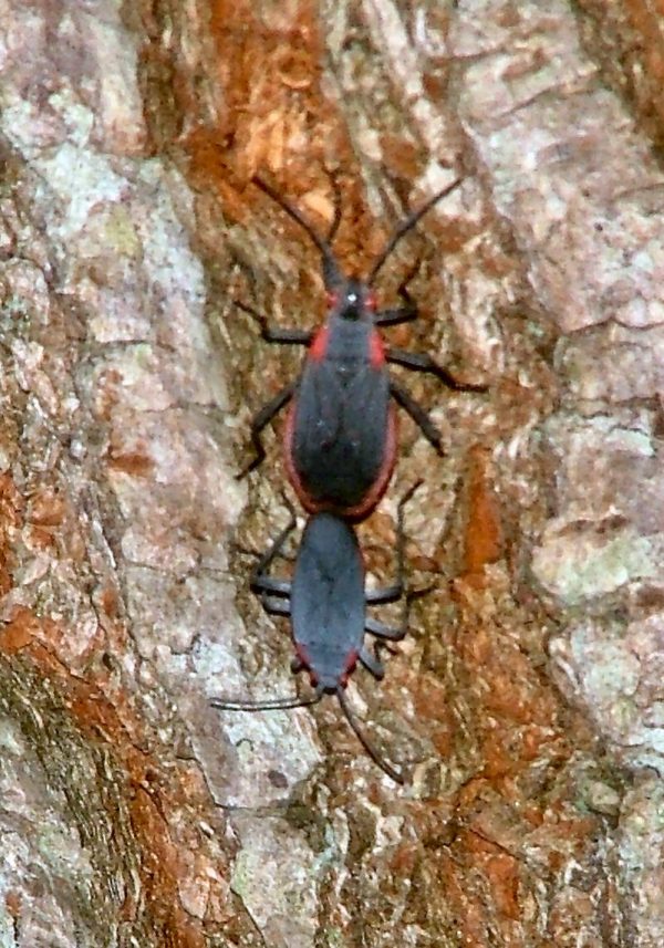 boxelder bug