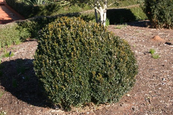 boxwood