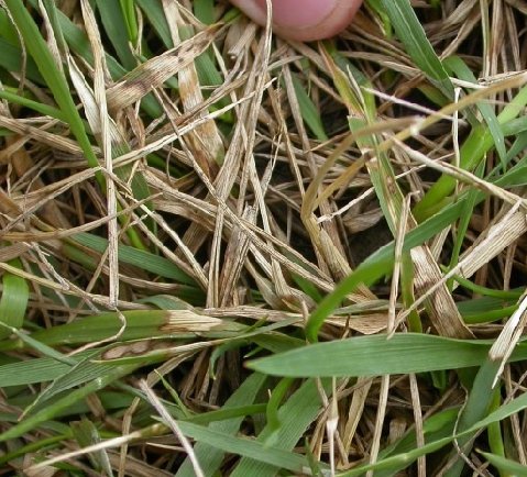 brown patch 1 | Walter Reeves: The Georgia Gardener brown patch on fescue