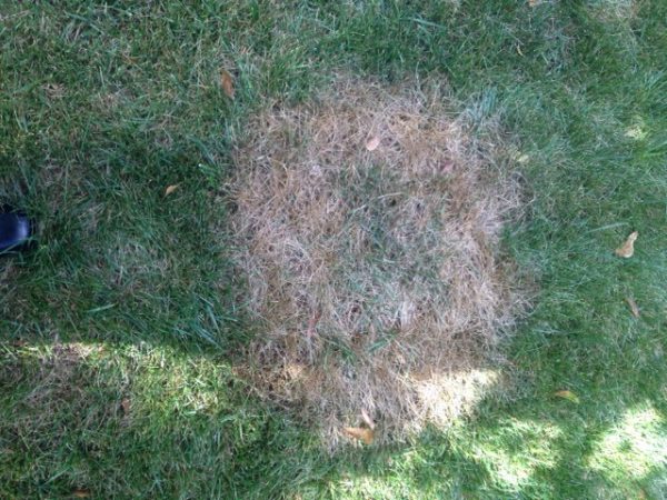 brown patch on fescue 1 | Walter Reeves: The Georgia Gardener