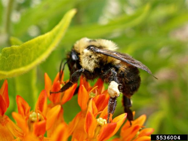 bumblebee Ansel Oommen, Bugwood.org | Walter Reeves: The Georgia Gardener