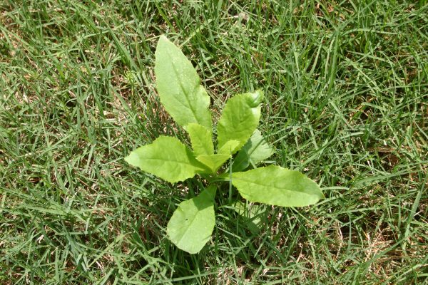 Organic weed killer