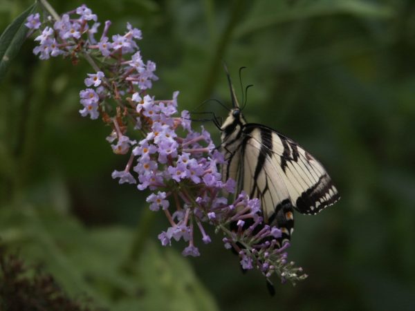 Butterfly puddle