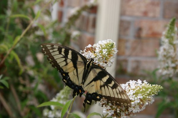 butterfly puddle manure