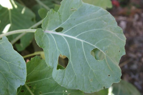 cabbage looper | Walter Reeves: The Georgia Gardener