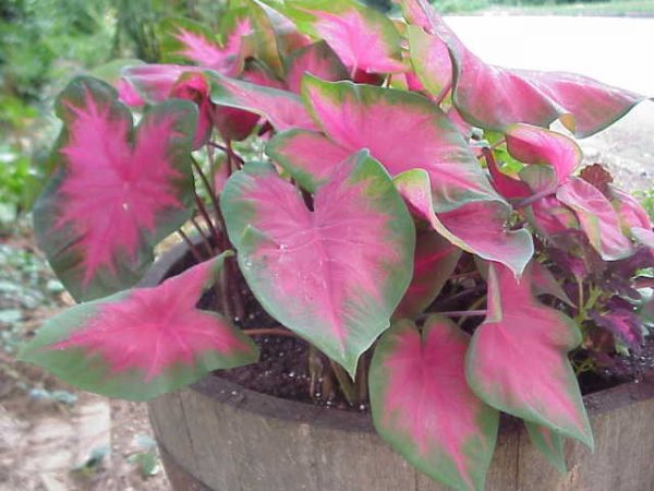 caladium pot storing in winter