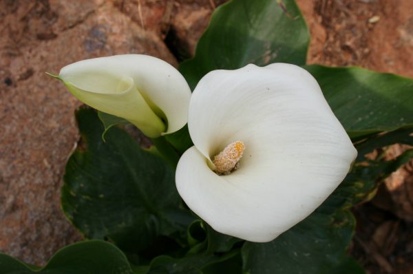 calla