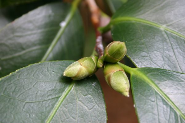 camellia bud