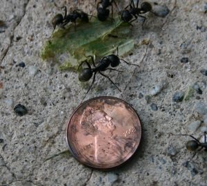 carpenter ants