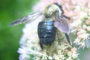 carpenter bee